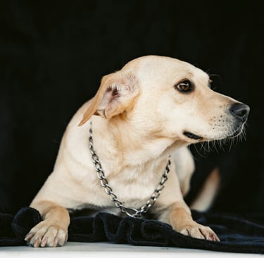 Vira lata cachorro