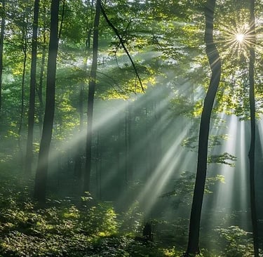 Lumière naturelle apaisante pour illustrer la gestion des émotions difficiles grâce à la sophrologie