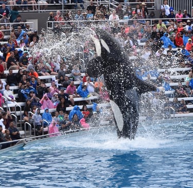 Killer whale splashing the audience at SeaWorld San Diego — A fun adventure near Disneyland