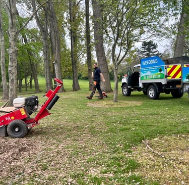 stump grinding vs. DIY