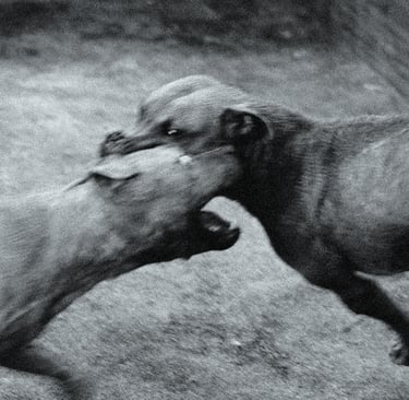 Amour Chiennes Dog Days