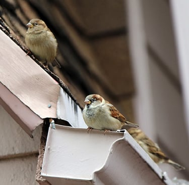 moineaux créant leurs nids dans une gouttière