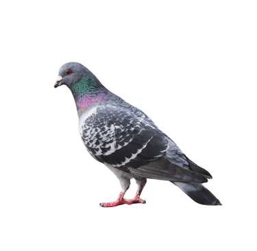 illustration représentant les problèmes liés aux pigeons