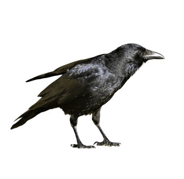Corneille espèce de corvidés