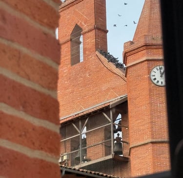 Intervention de capture Falco Eco Solutions pour des pigeons sur le toit d'une église