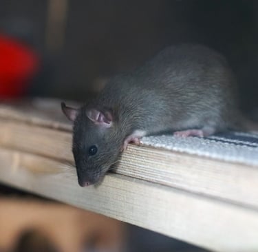 rat dans un abri en recherche de nourriture