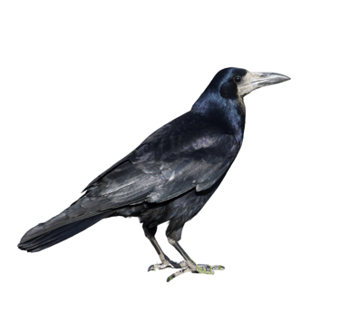 Corbeau freux