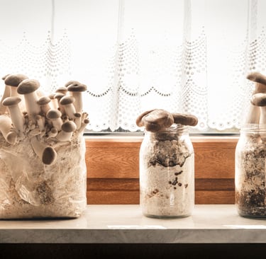 three jars with mushrooms growing out of them