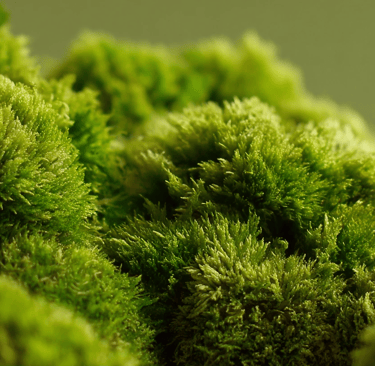 preserved moss