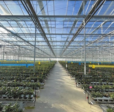 preserved flower supplier