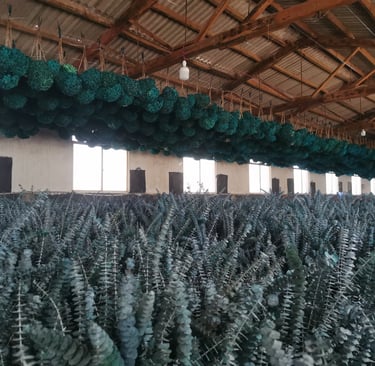 preserved flower factory