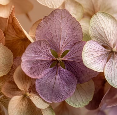 Preserved Anna Hydrangea Petals