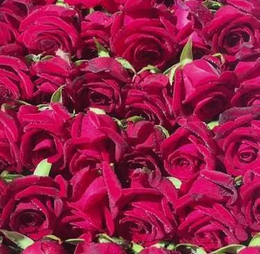 Preserved Flower Production