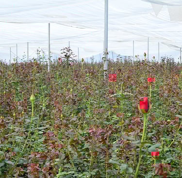 How preserved roses are made from the source
