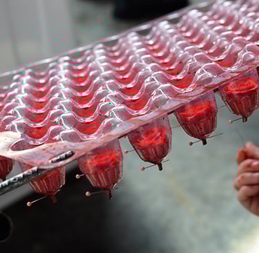 Timeless Beauty: The Natural Touch of Preserved Flowers