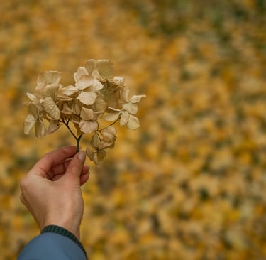 Dried Hydrangea