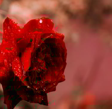 preserved rose wholesale