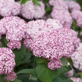 pink Smooth Hydrangeas