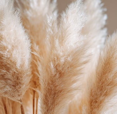 pampas grass supplier