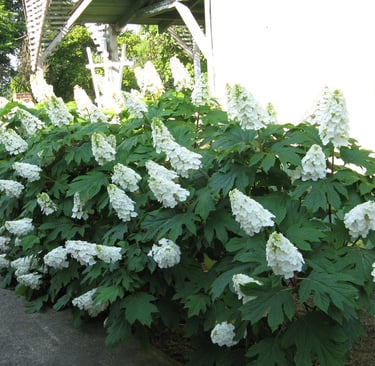 white Oakleaf Hydrangeas