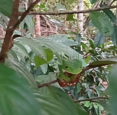 Uma pequena árvore na beirada da floresta e entre seus galhos uma majestosa perereca verde camuflada