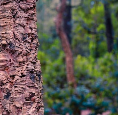 a bird perched on a tree trunk trunk