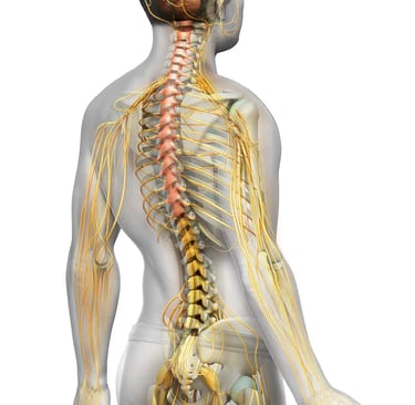  Quiropráctico en Mérida - Arturo Quiroz - Columna vertebral - sistema nervios - Salud y bienestar
