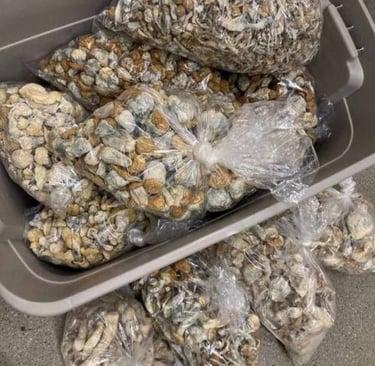 How Much Do Magic Mushrooms Cost in Perth, WA?
