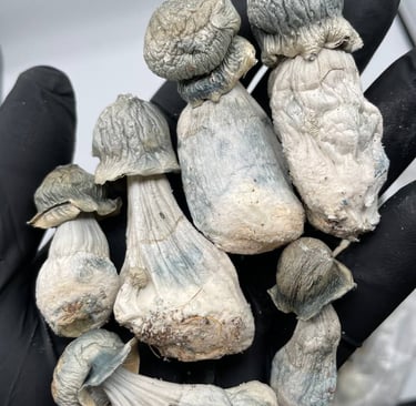 buy magic mushrooms Sydney Australia