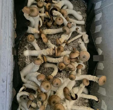 Buy Magic Mushrooms Online in Queensland