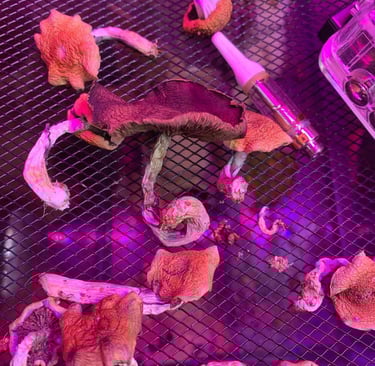buy magic mushrooms online in queensland australia where to buy magic mushrooms in sydney buy magic 