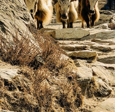 Himalayas, EBC, everest base camp, trekking in nepal, yak