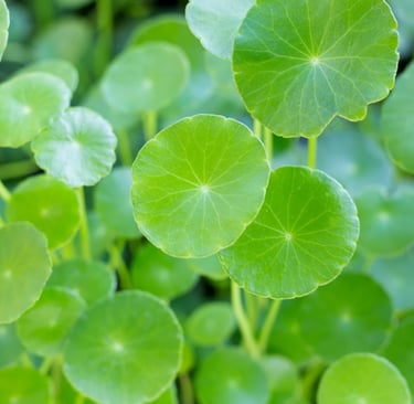 gotu kola(centella asiatica) for skin