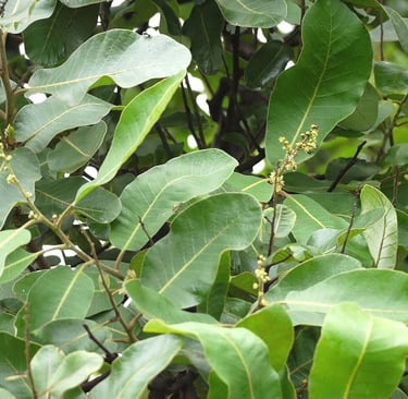 bhallataka for cancer