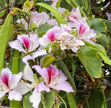 kanchnar gugggulu for cancer