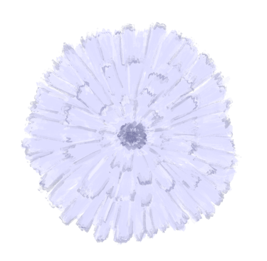 Sketched calendula in lavendar