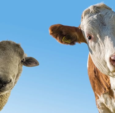 Chemical free animals