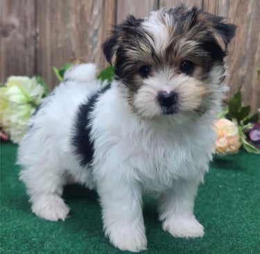 Purebred Yorkie puppies for sale