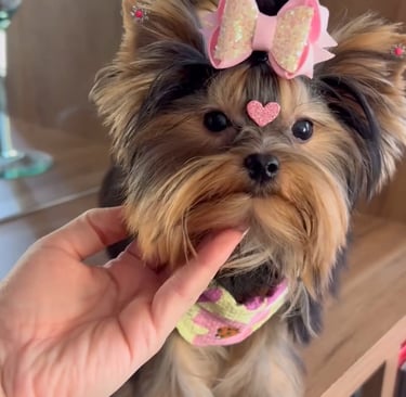 Cheap Yorkie puppies for sale