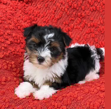 purebred Yorkie puppies