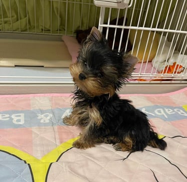 Purebred Yorkie puppies online