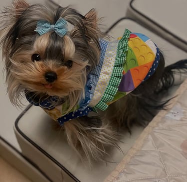Yorkie for sale