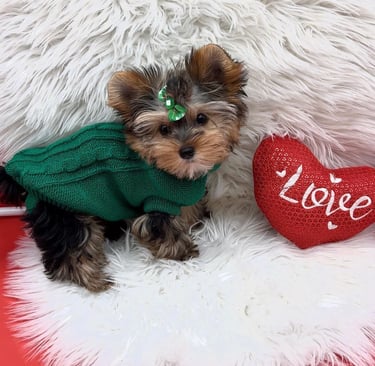 Cheap purebred Yorkie puppies