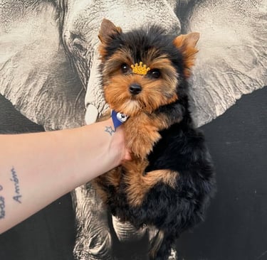 Purebred Yorkie puppies near me