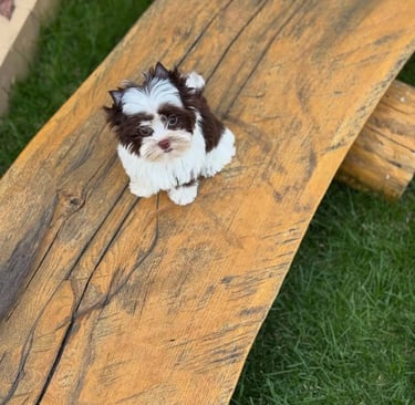Yorkie puppies near me