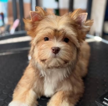 Yorkie puppies available