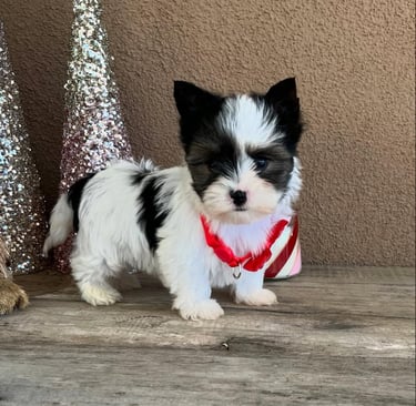 AKC Yorkie puppies for sale