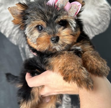 Purebred Yorkie puppies near me