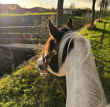 paard die naar de horizon kijkt