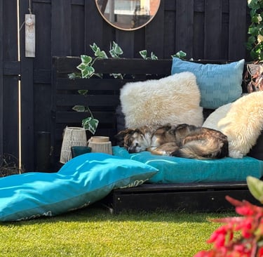 a dog laying on a couch in a backyard